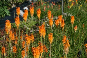 Verzorging Kniphofia