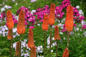 Beschikbaarheid van soorten Kniphofia