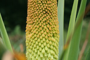 Het geslacht Kniphofia