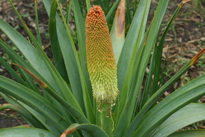 Herkomst Kniphofia