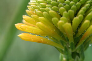 Beschikbaarheid van soorten Kniphofia