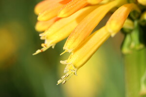 Beschikbaarheid van soorten Kniphofia