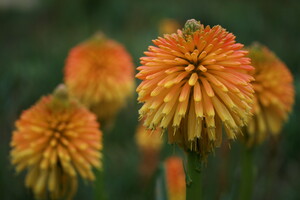 Verzorging Kniphofia