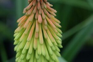 Het geslacht Kniphofia