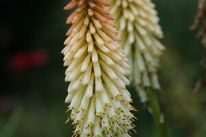 Verzorging Kniphofia