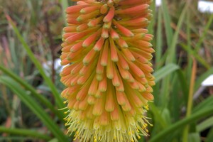 Het geslacht Kniphofia