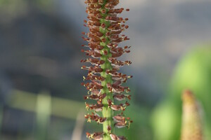 Het geslacht Kniphofia