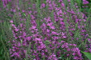 Lythrum (Kattenstaarten)