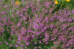 Lythrum (Kattenstaarten)