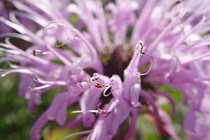 Monarda (Bergamotplant)