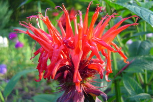 Monarda (Bergamotplant)