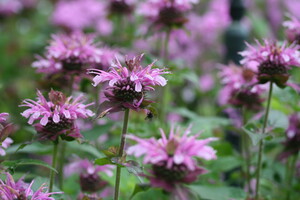 Monarda (Bergamotplant)