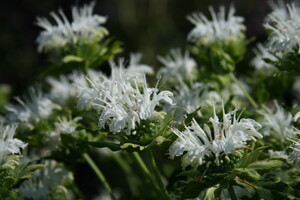 Monarda (Bergamotplant)