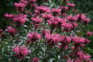 Monarda (Bergamotplant)