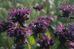 Monarda (Bergamotplant)