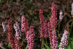 Persicaria (Duizendknoop)