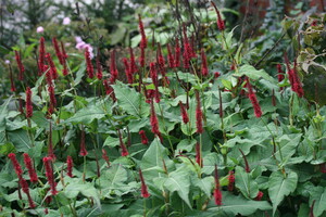 Persicaria (Duizendknoop)