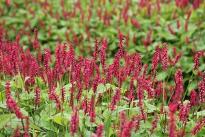 Persicaria (Duizendknoop)