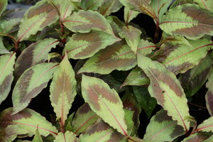 Persicaria (Duizendknoop)