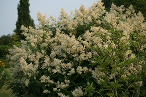 Persicaria (Duizendknoop)