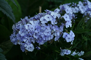 Phlox