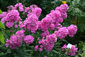 Phlox