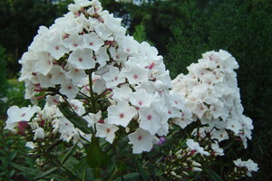 Phlox