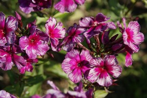 Phlox