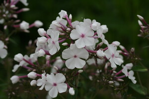 Phlox