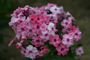 Phlox