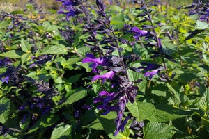 Salvia