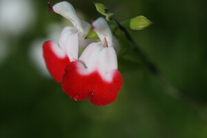 Salvia