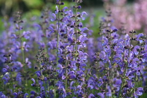 Salvia