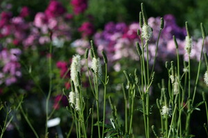 Sanguisorba (Pimpernel)