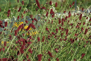 Sanguisorba (Pimpernel)