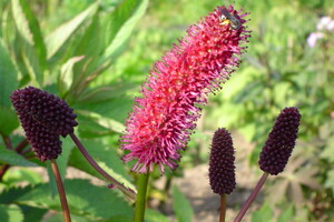 Sanguisorba (Pimpernel)