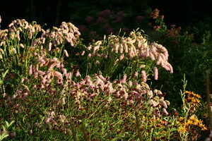 Sanguisorba (Pimpernel)