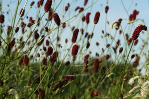 Sanguisorba (Pimpernel)