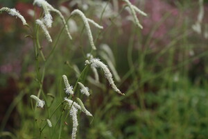 Sanguisorba (Pimpernel)