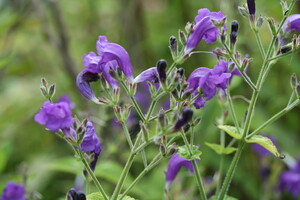 Strobilanthes