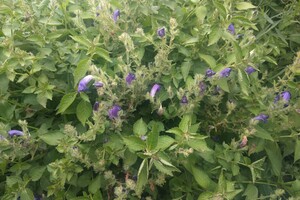 Strobilanthes