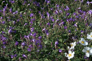 Strobilanthes