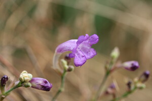 Strobilanthes