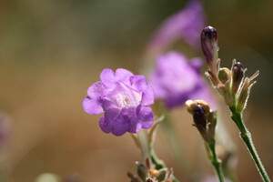 Strobilanthes