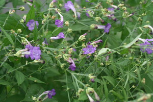 Strobilanthes