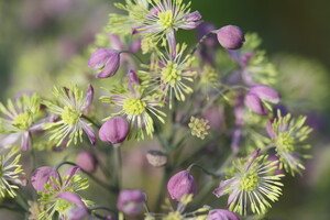 Thalictrum (Ruit)