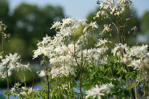 Thalictrum (Ruit)