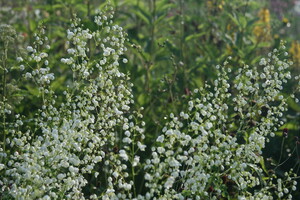 Thalictrum (Ruit)