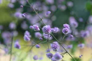 Thalictrum (Ruit)