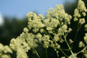 Thalictrum (Ruit)